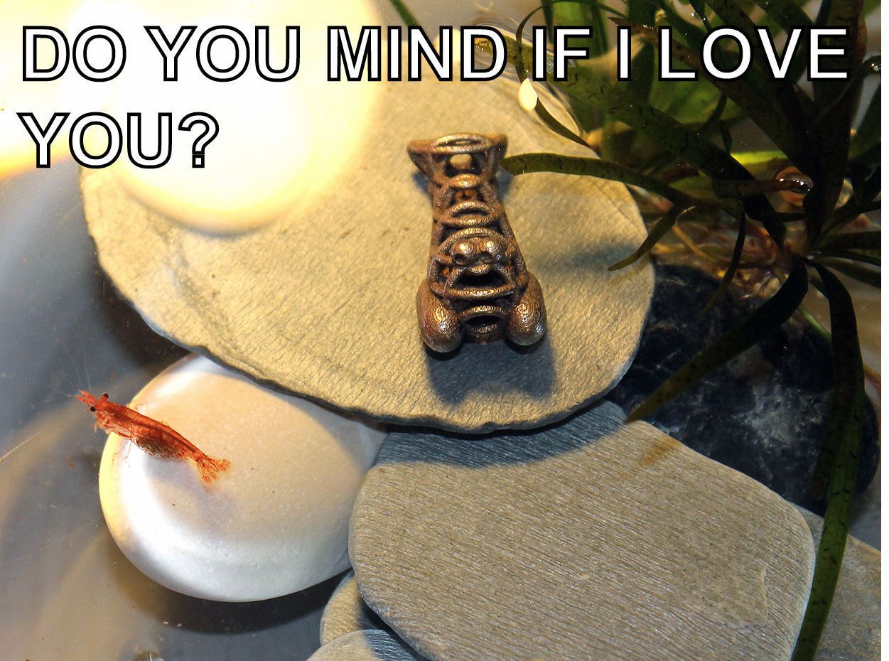 Shrimpy evolution 3D print model_4