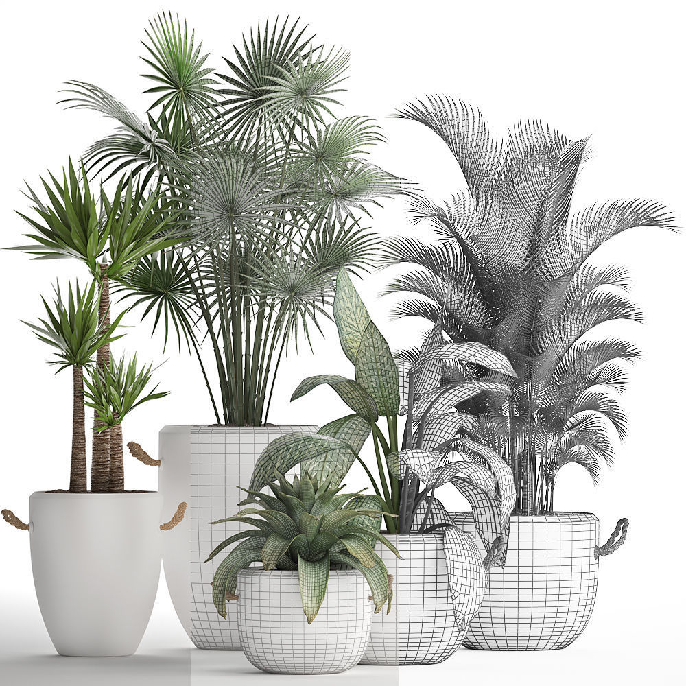 Collection of Exotic Plants 436 3D model_7
