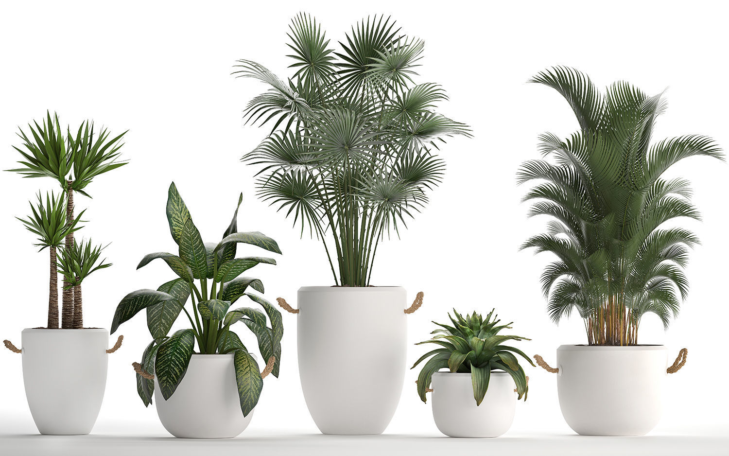 Collection of Exotic Plants 436 3D model_5