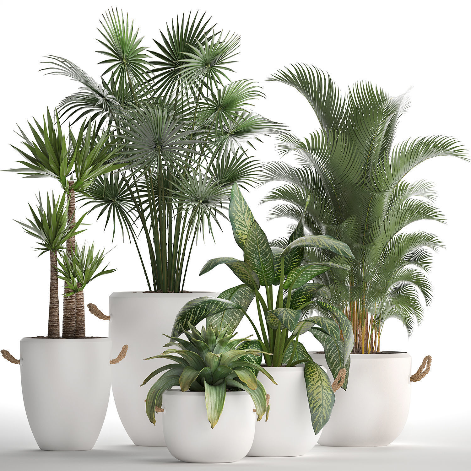 Collection of Exotic Plants 436 3D model_1