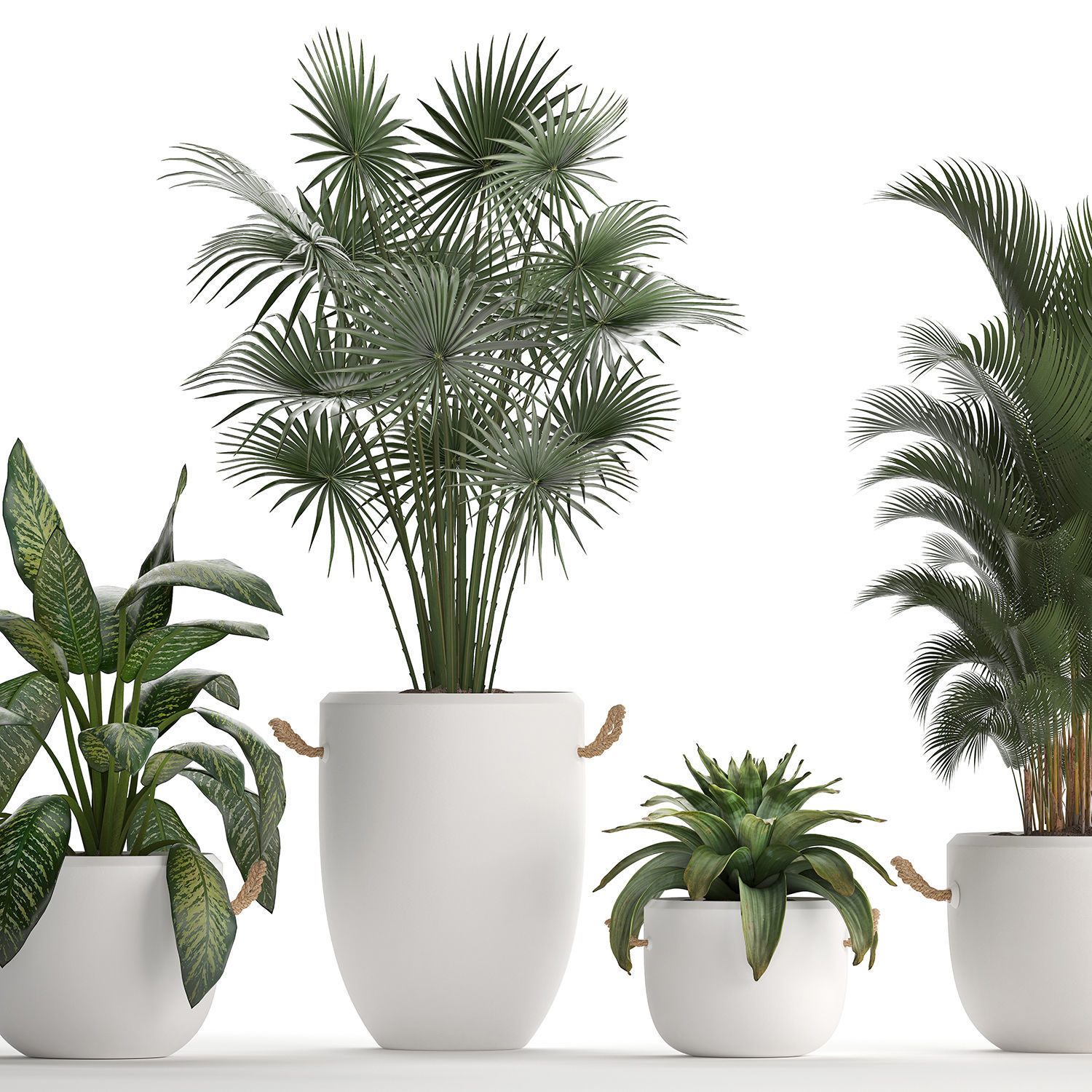 Collection of Exotic Plants 436 3D model_6