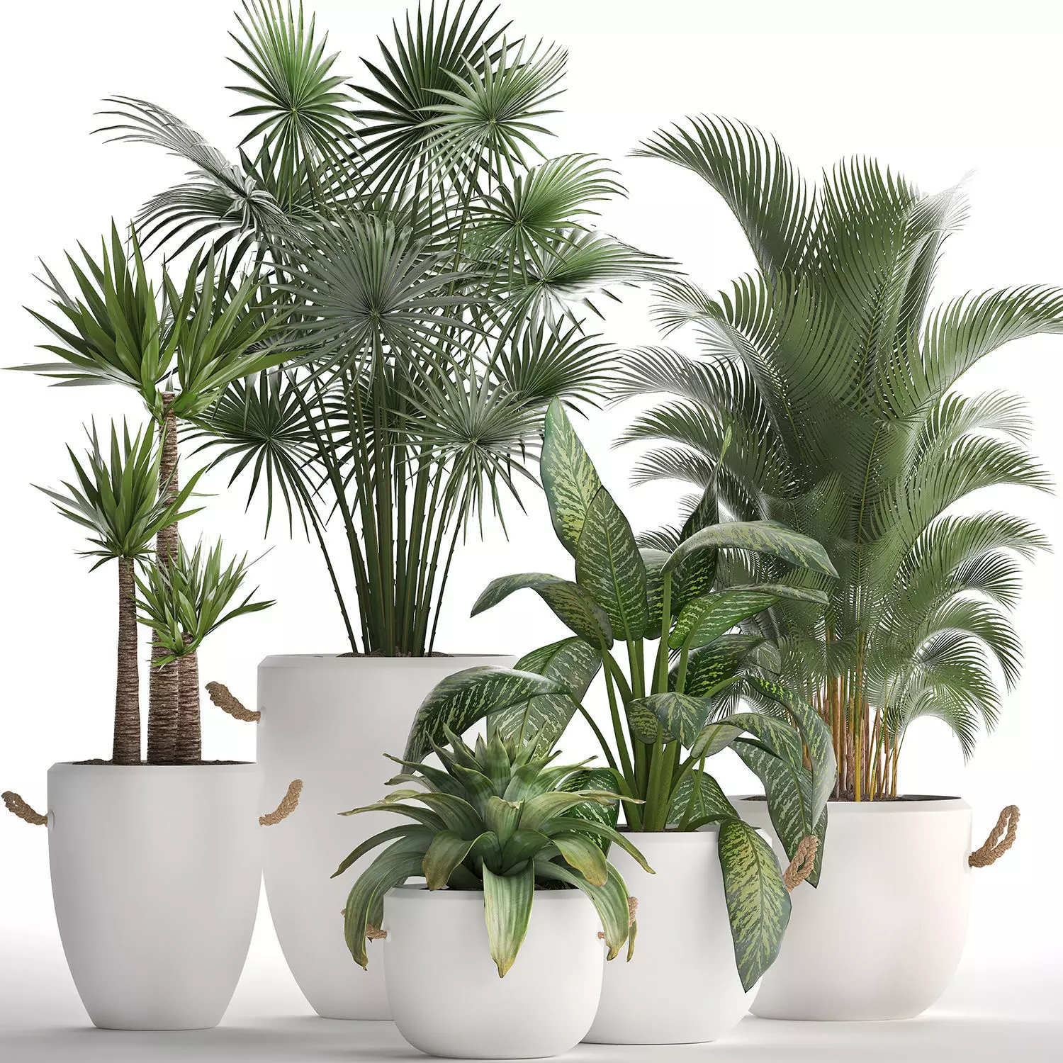 Collection of Exotic Plants 436 3D model_0