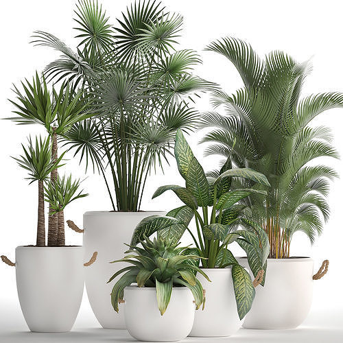 Collection of Exotic Plants 436 3D model