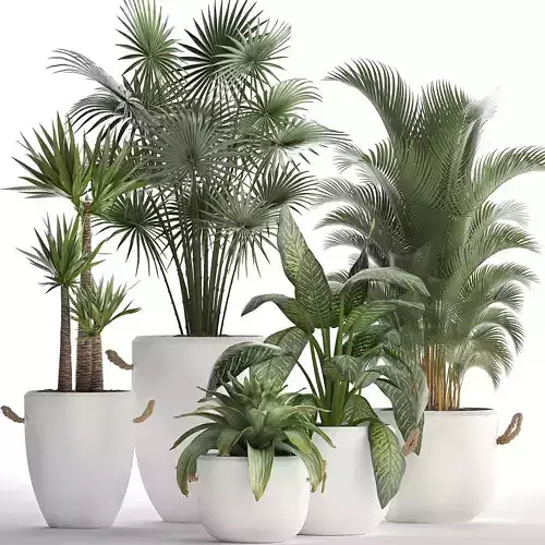 Collection of Exotic Plants 436 3D model