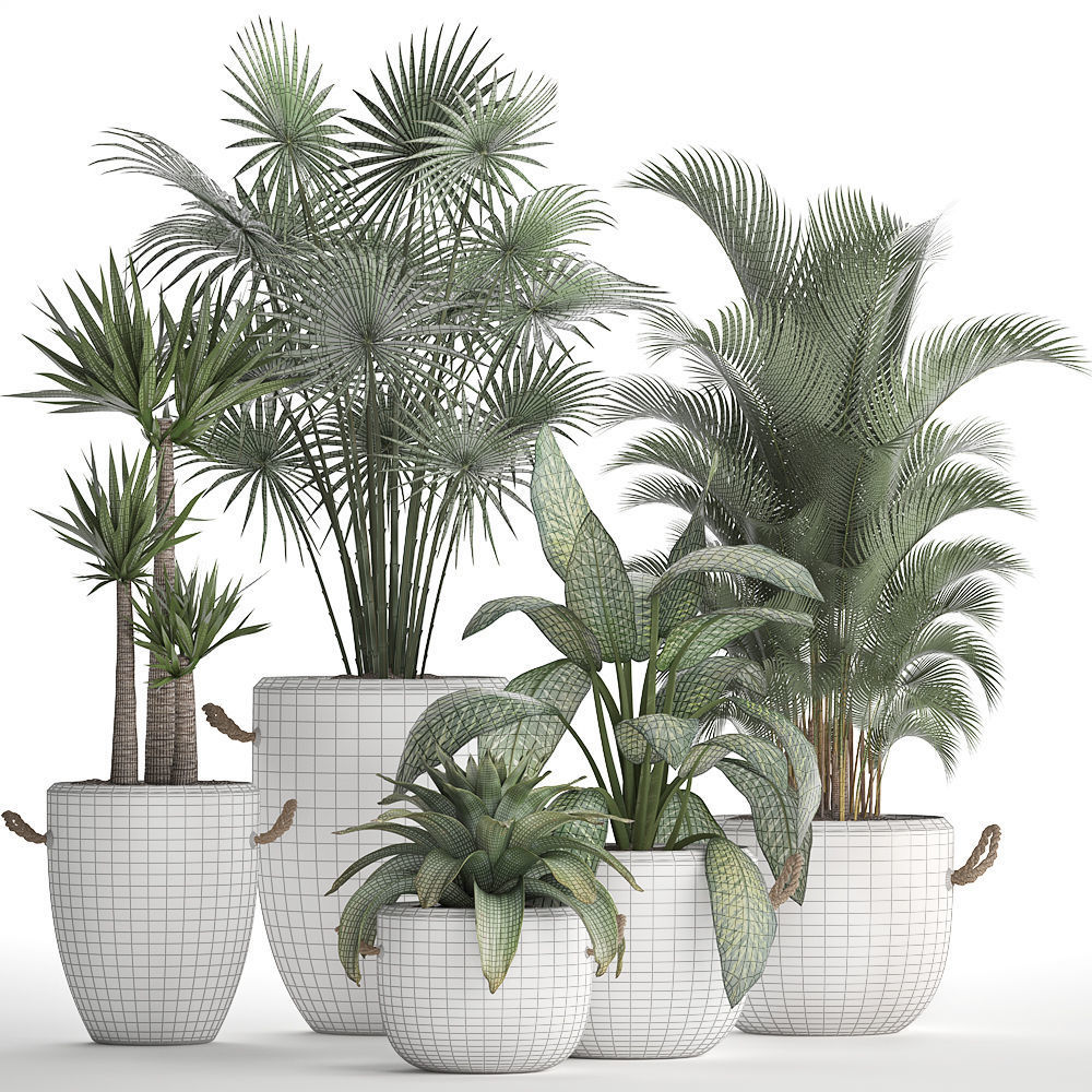 Collection of Exotic Plants 436 3D model_8