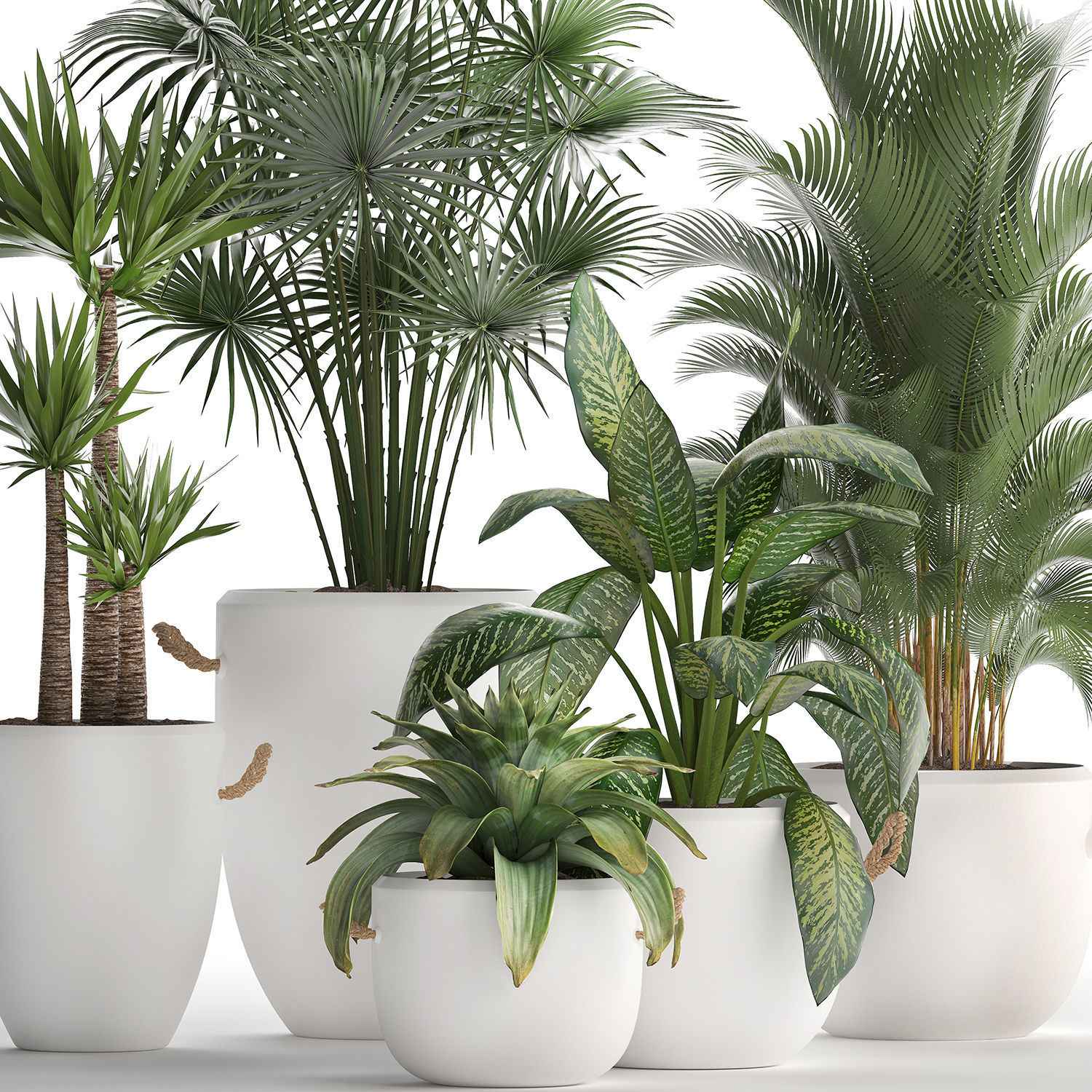 Collection of Exotic Plants 436 3D model_3