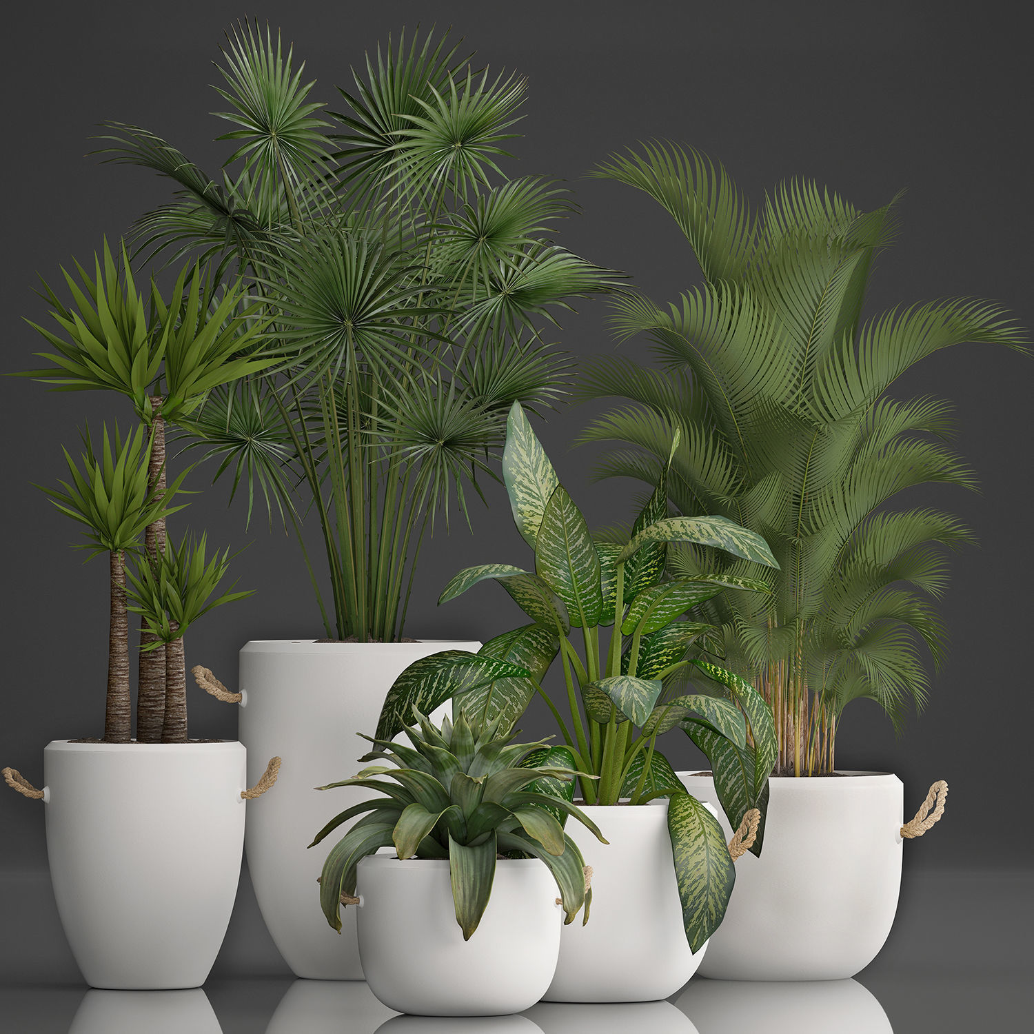 Collection of Exotic Plants 436 3D model_2