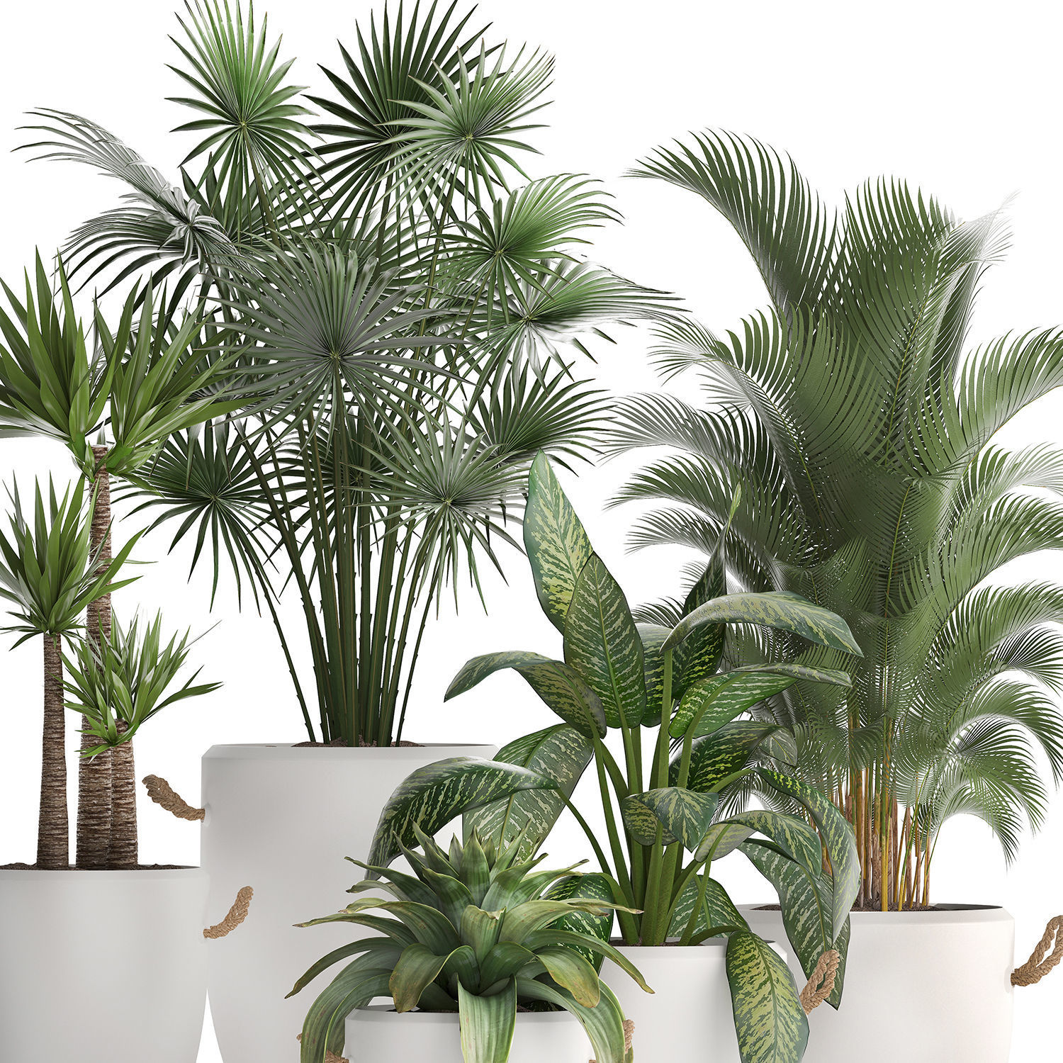 Collection of Exotic Plants 436 3D model_4