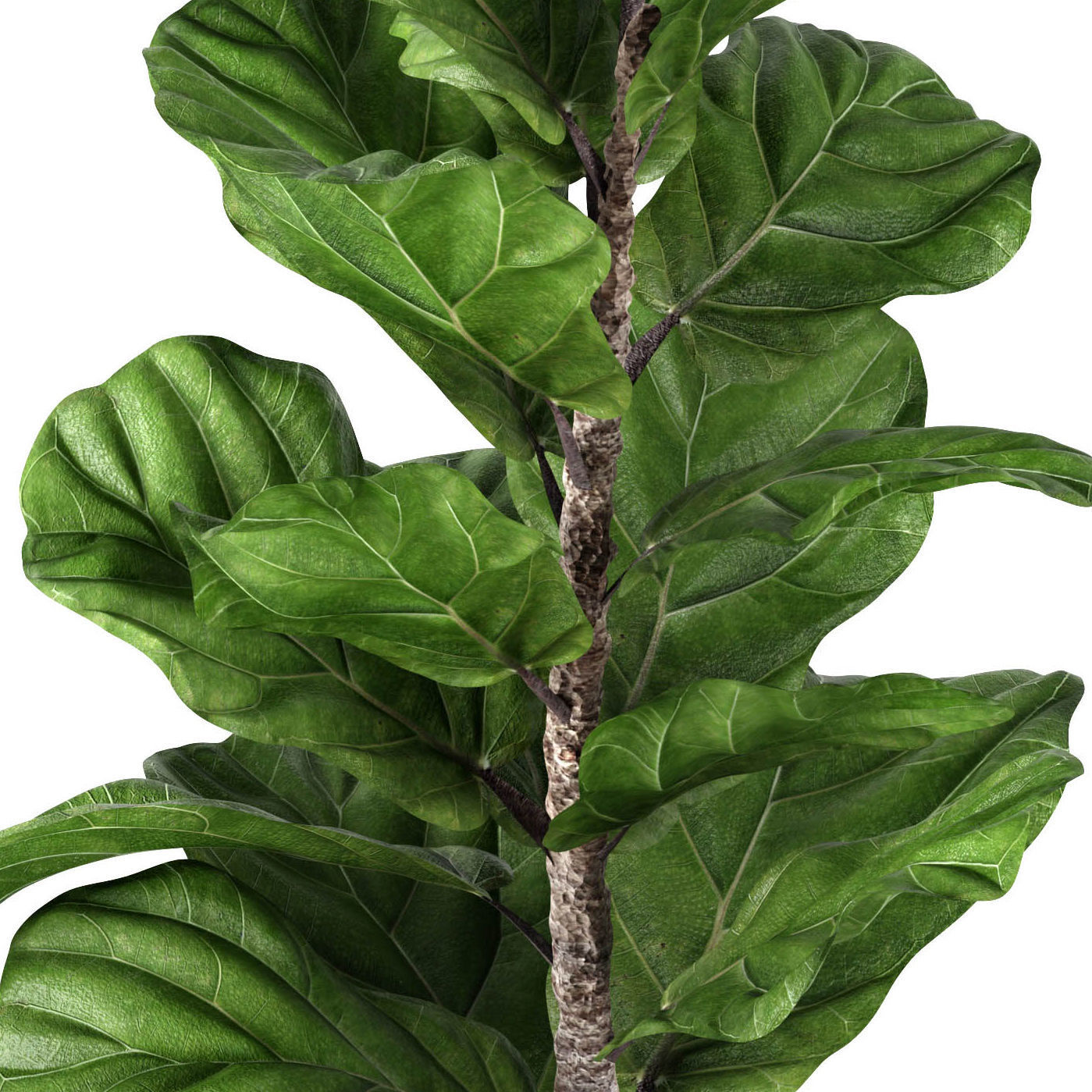 Ficus Lyrata 2 3D model_2