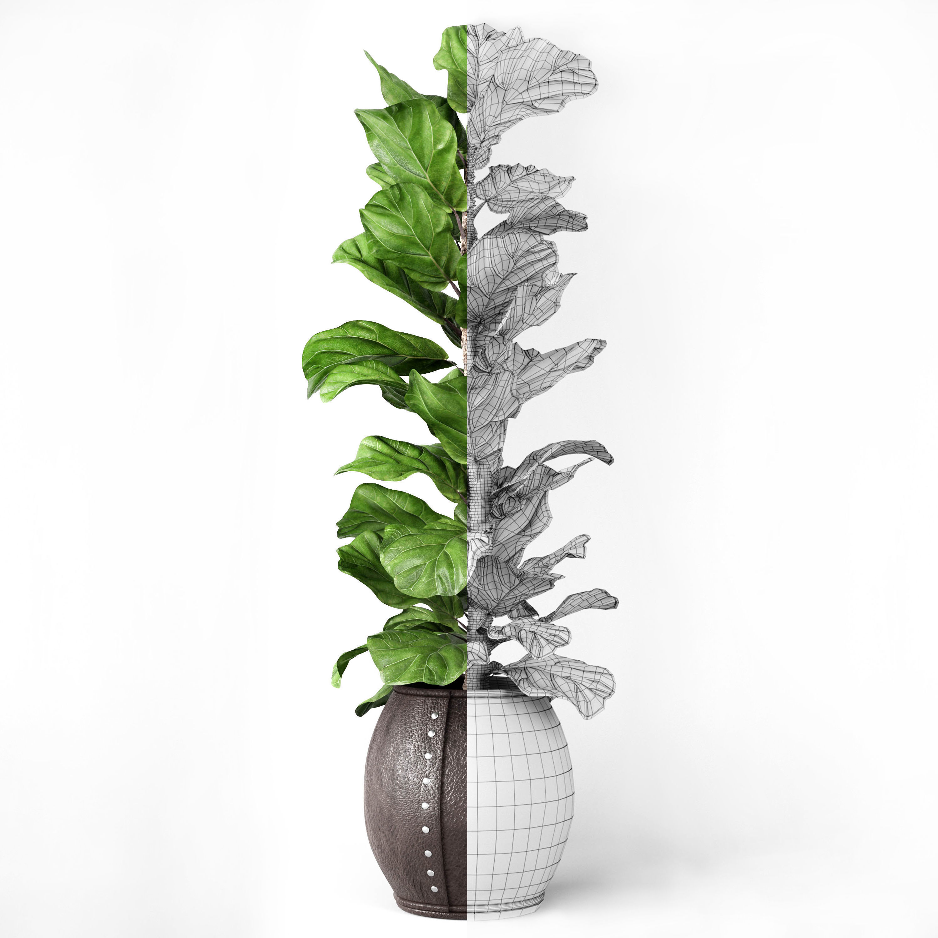 Ficus Lyrata 2 3D model_4