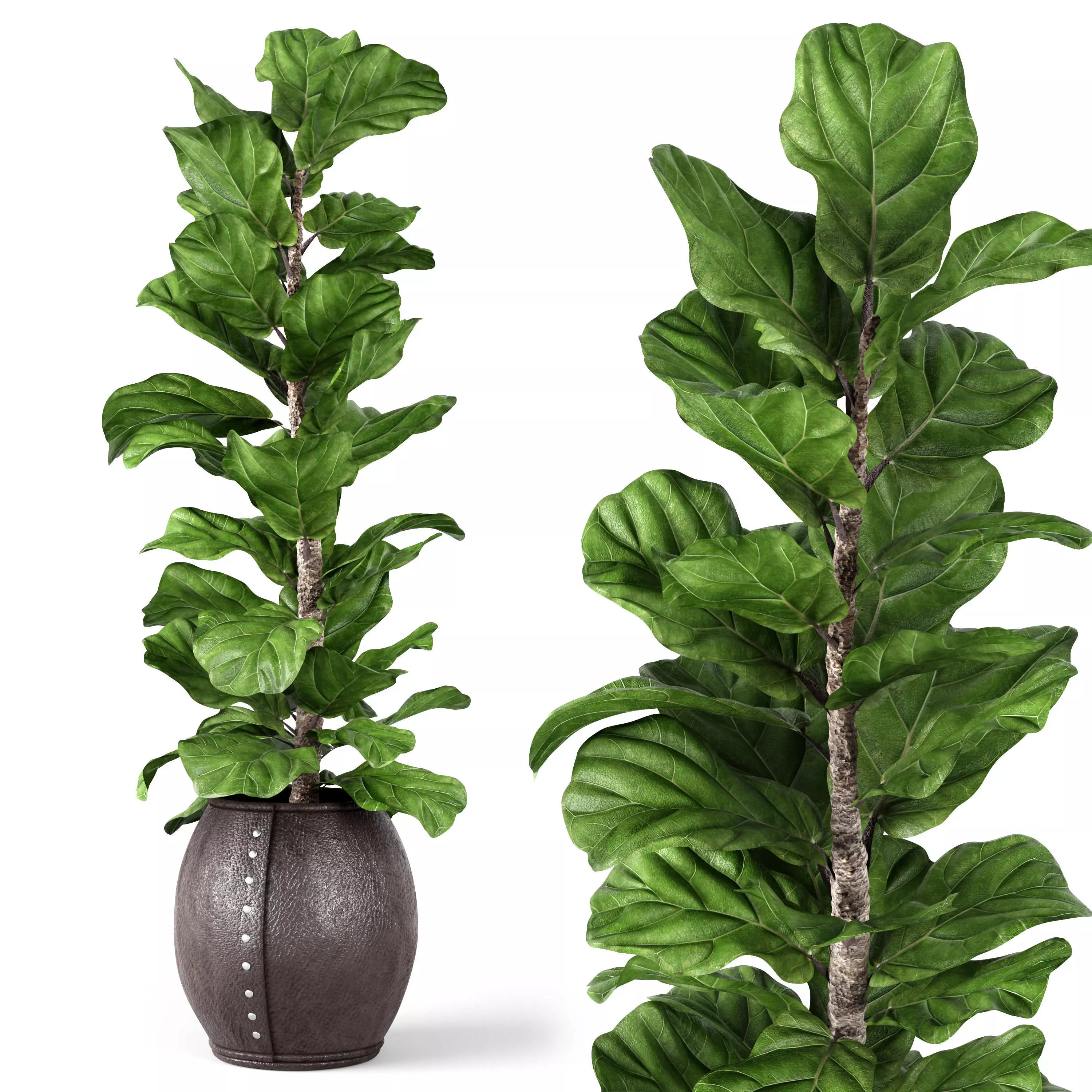 Ficus Lyrata 2 3D model_0