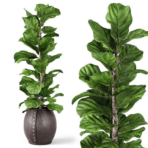 Ficus Lyrata 2 3D model