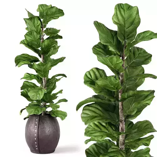 Ficus Lyrata 2 3D model