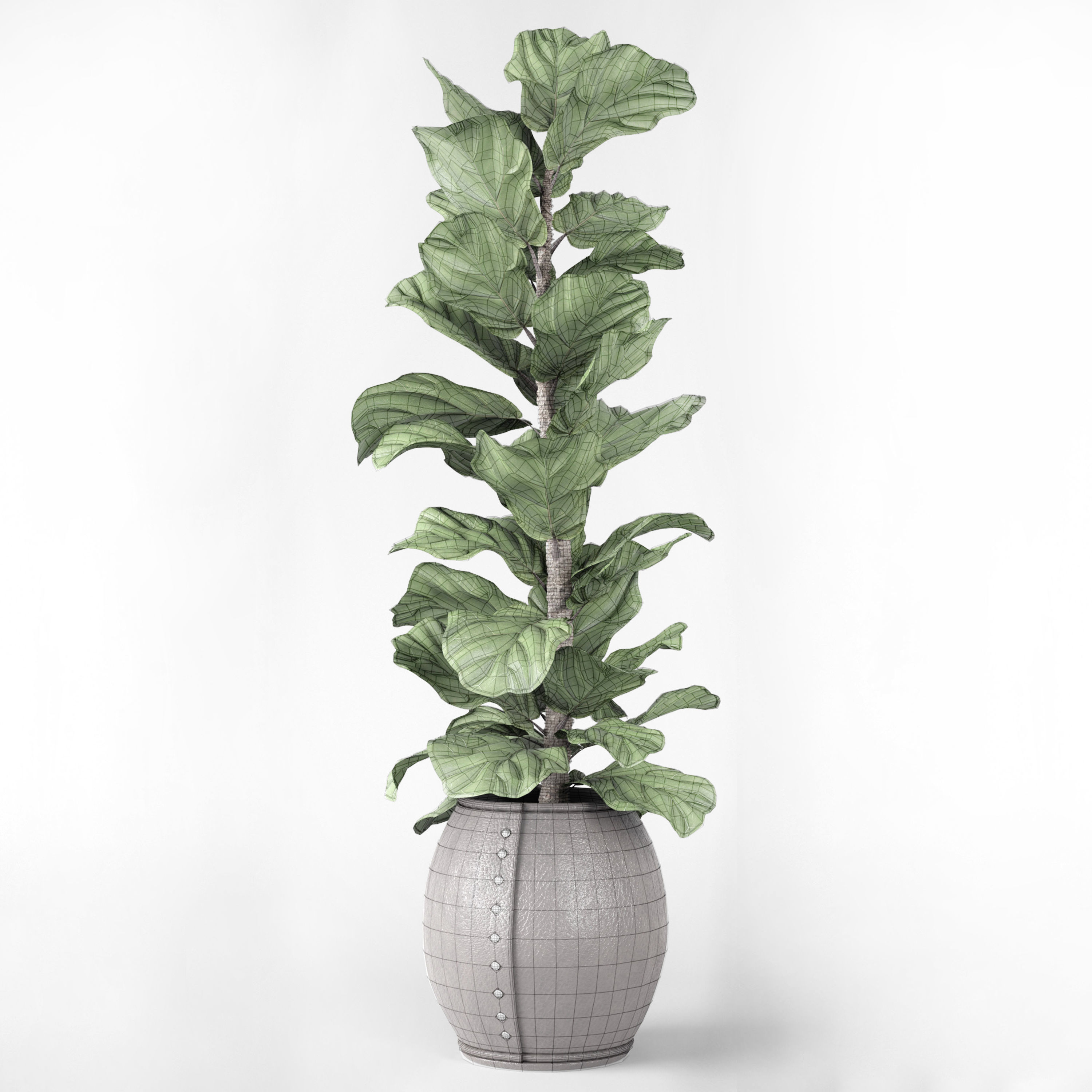 Ficus Lyrata 2 3D model_3