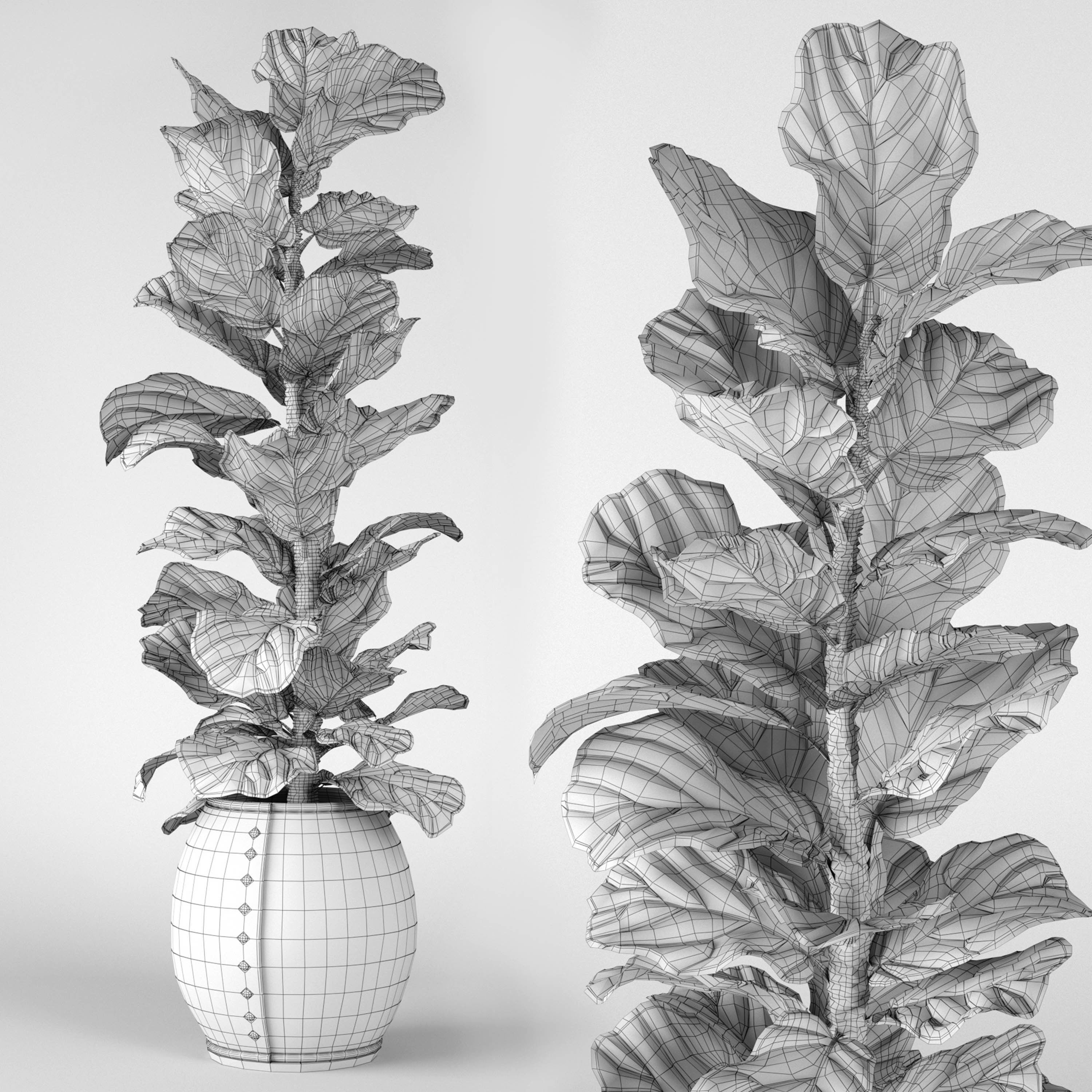 Ficus Lyrata 2 3D model_1