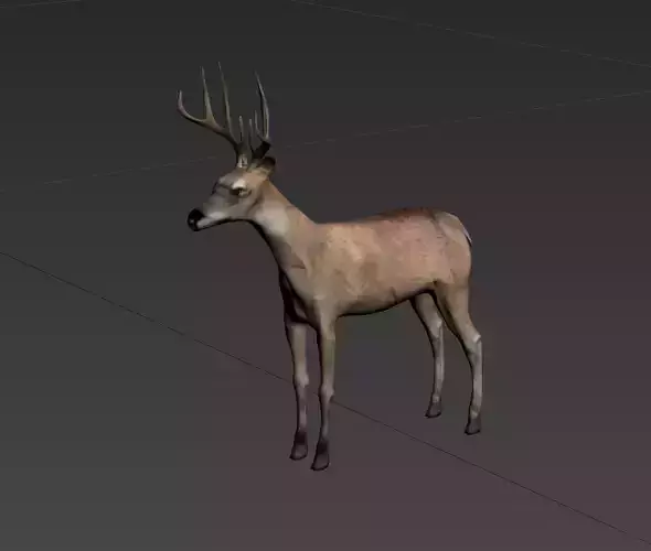 deer  stag animale forest  elk  mammal horn 