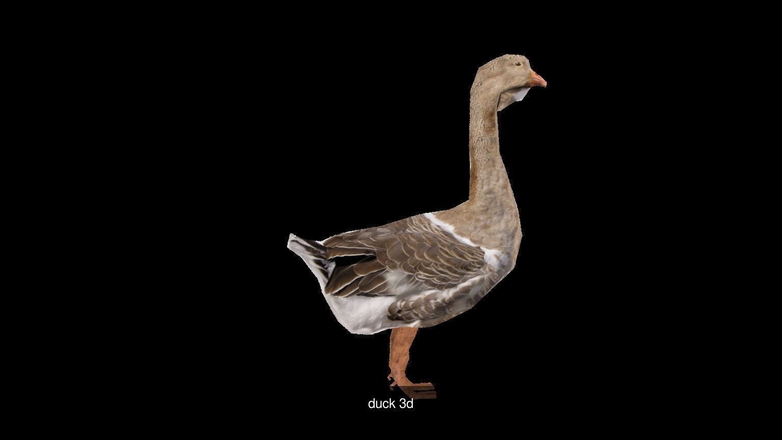 Birds sparrow 3D Model Collection_11