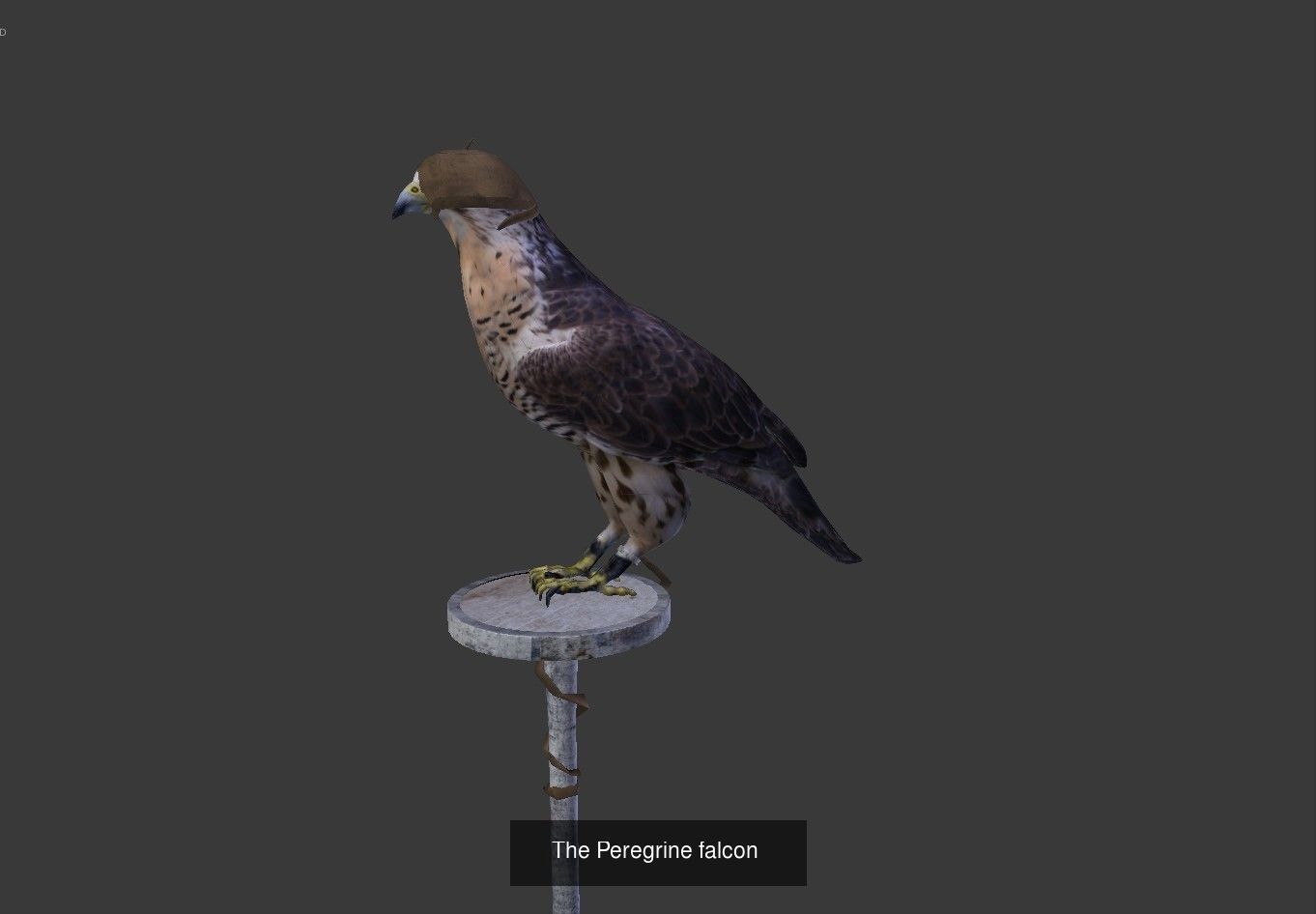 Birds sparrow 3D Model Collection_6