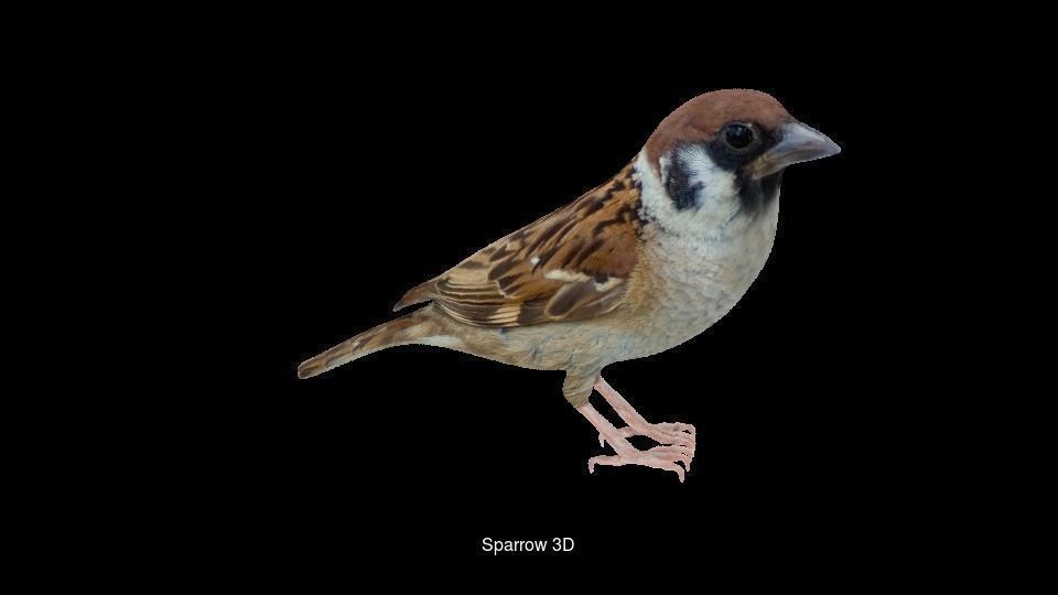 Birds sparrow 3D Model Collection_2
