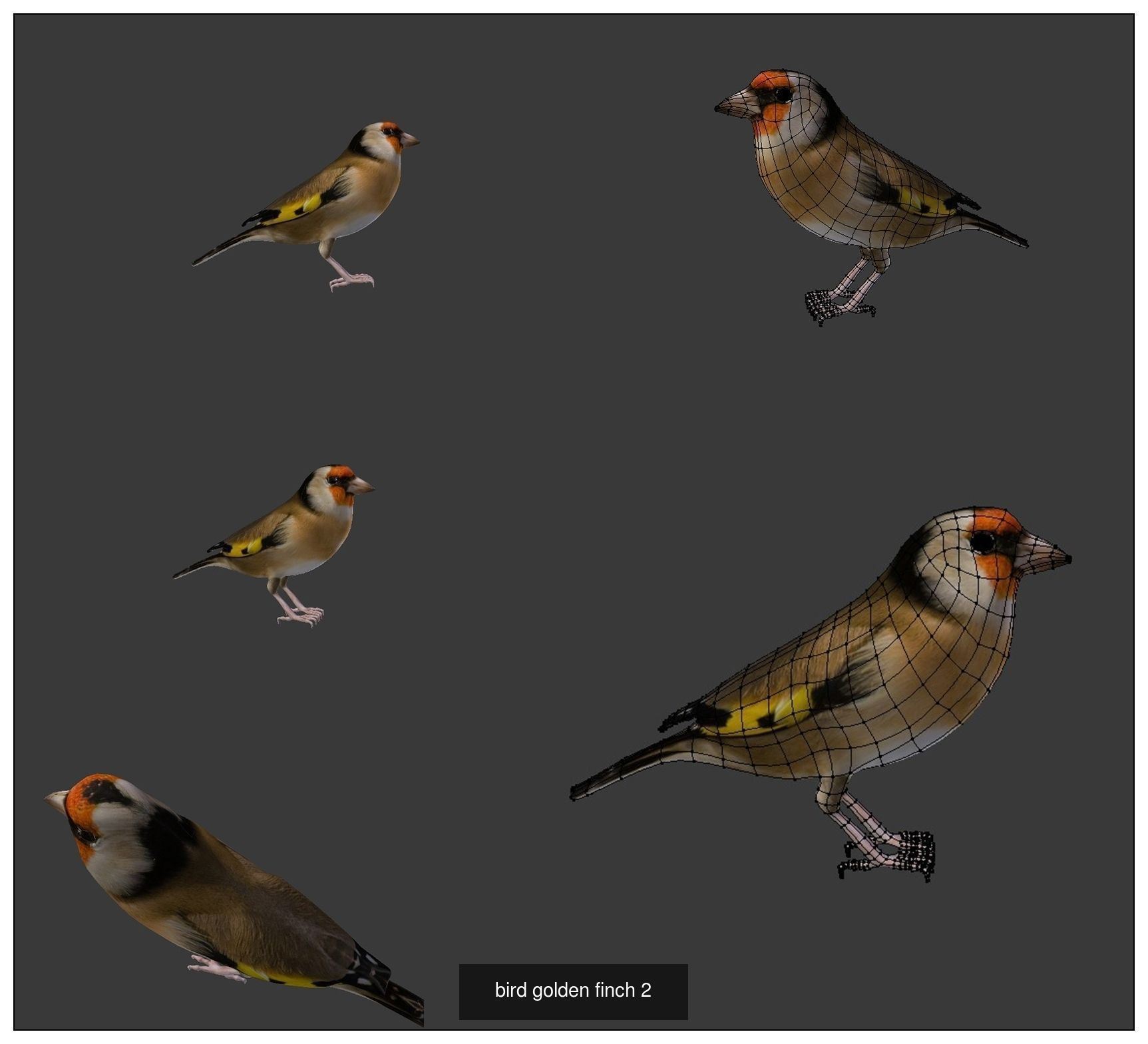 Birds sparrow 3D Model Collection_3