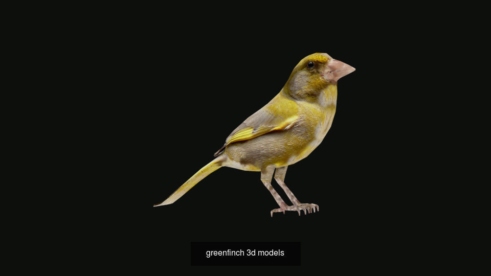 Birds sparrow 3D Model Collection_8