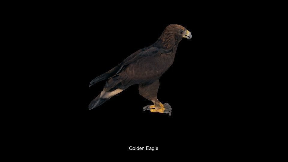 Birds sparrow 3D Model Collection_7