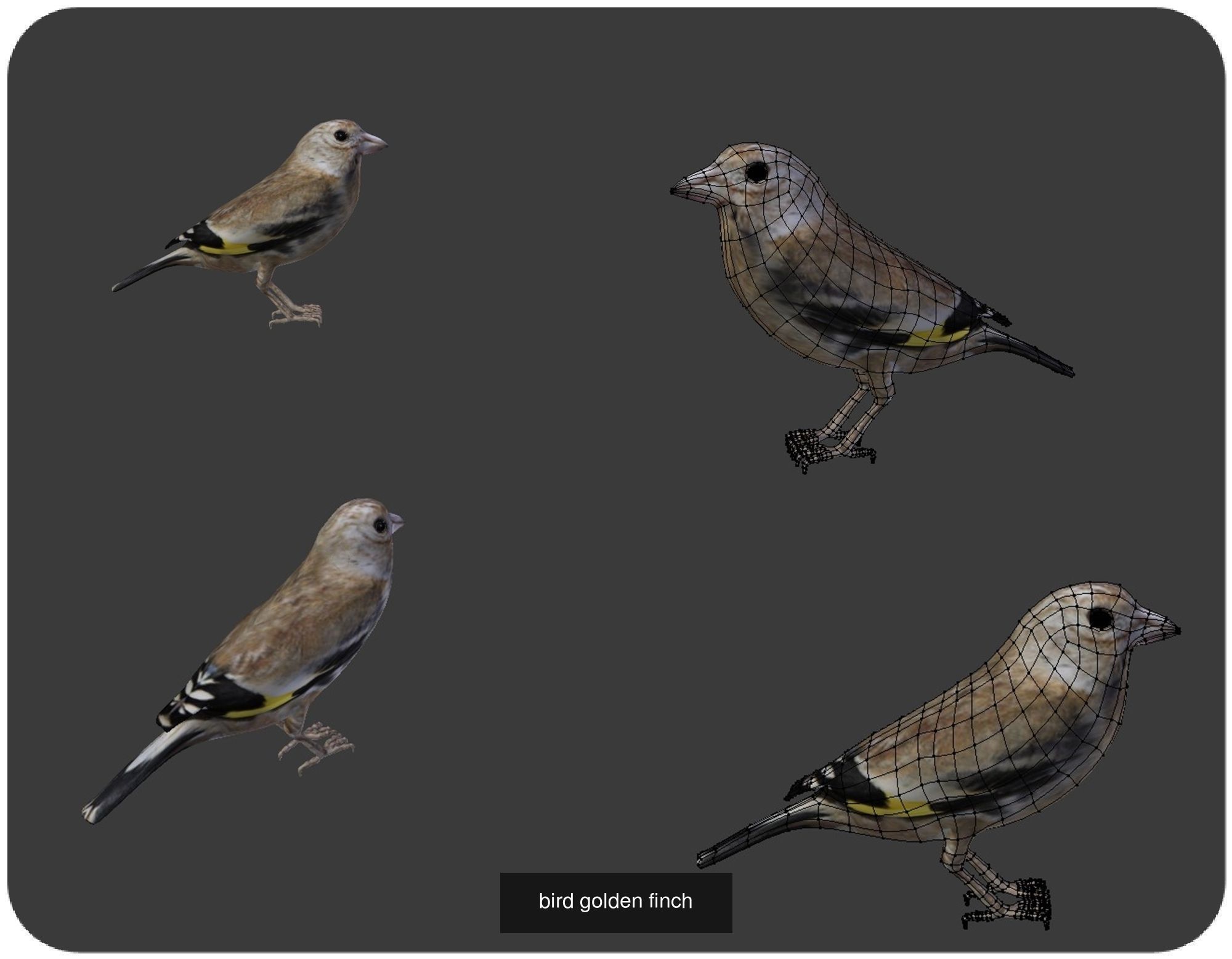 Birds sparrow 3D Model Collection_1