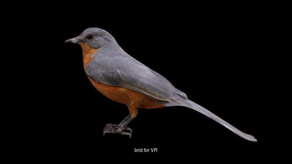 Birds sparrow 3D Model Collection_4