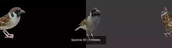 Sparrow 3D 3D Model Collection