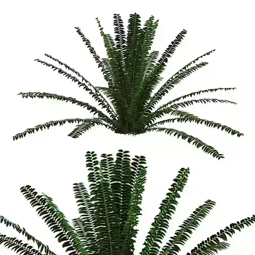 Fern bush