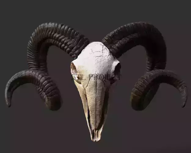Ram Skull
