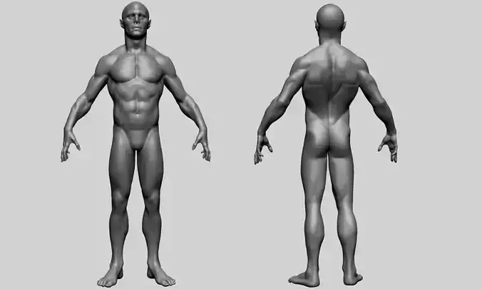 Human and Humanoid Anatomy - Male 3D model