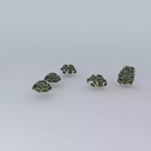 Stage of trees mane garrincha