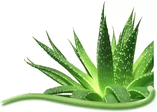 Ayurbedic Plant Ghritkumari Aloe Vera Low-poly 3D model