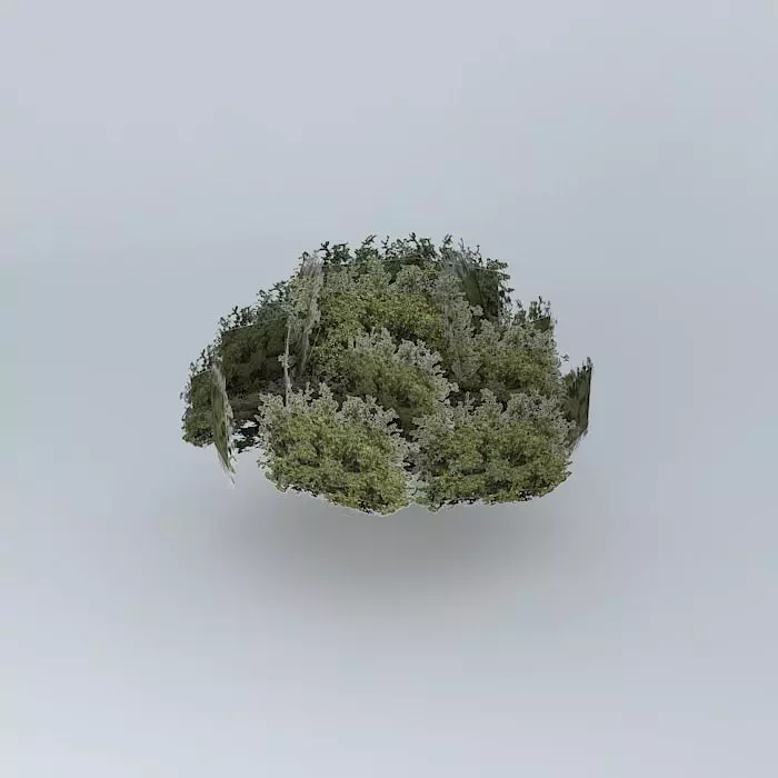 Tree in the White River west to east Free 3D model_0