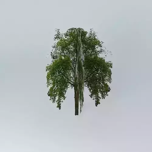 Tree weeping willow
