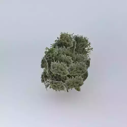 Tree giant model