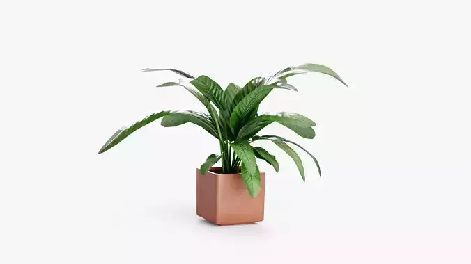 Plant in pot
