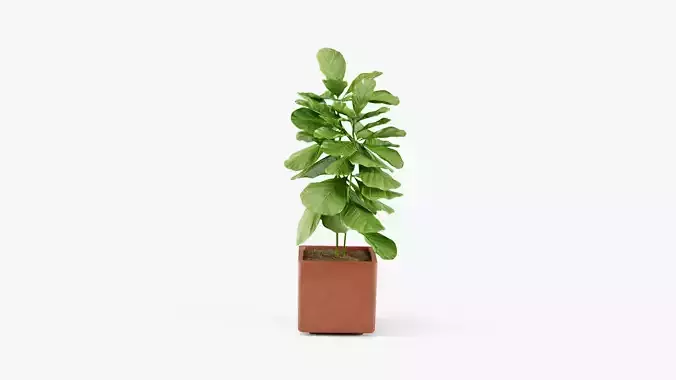Plant 2 in concrete pot