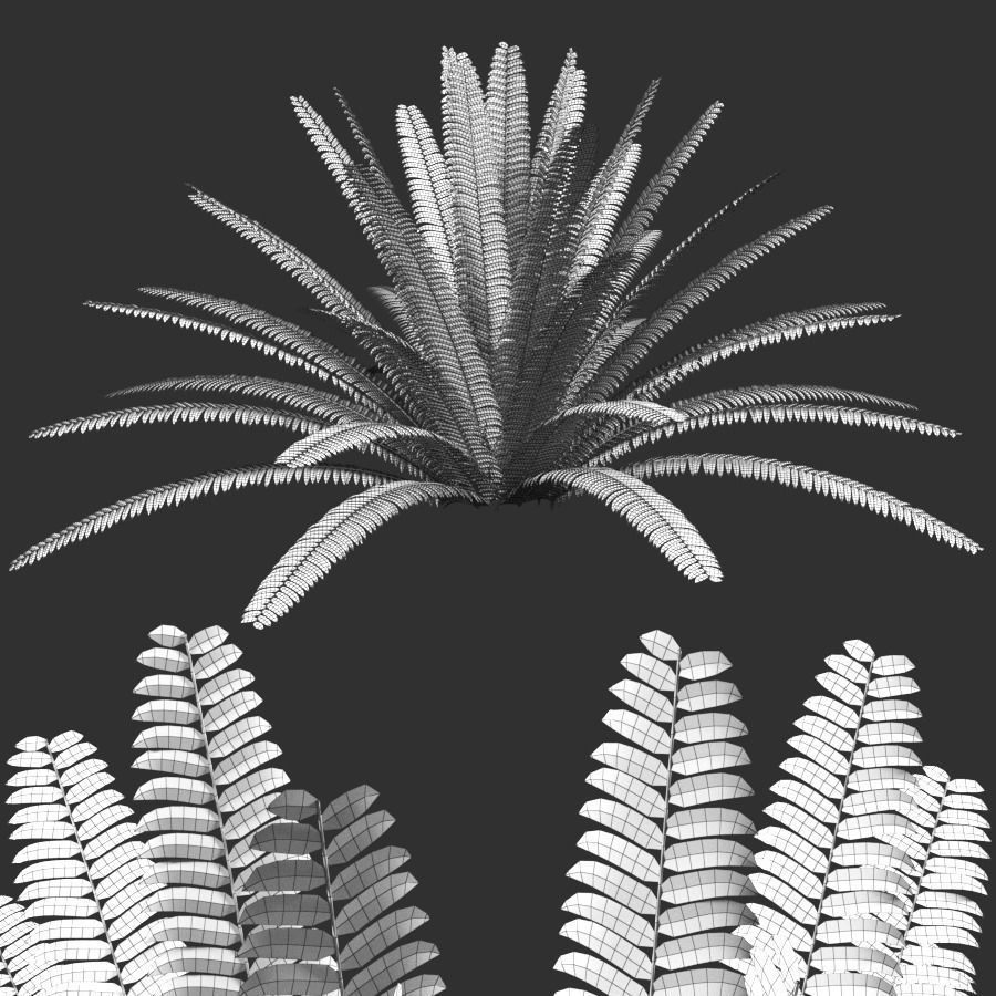 Fern composition 3D model_5
