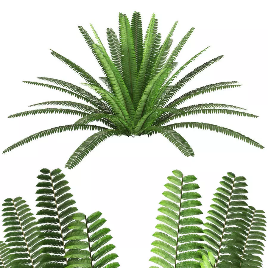 Fern composition 3D model_0