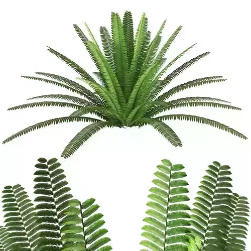 Fern composition
