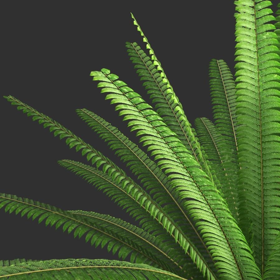Fern composition 3D model_2