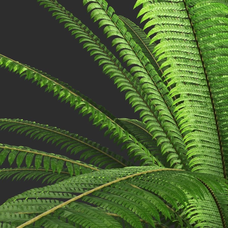 Fern composition 3D model_4
