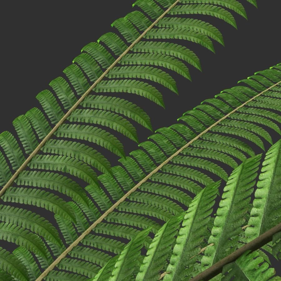 Fern composition 3D model_3