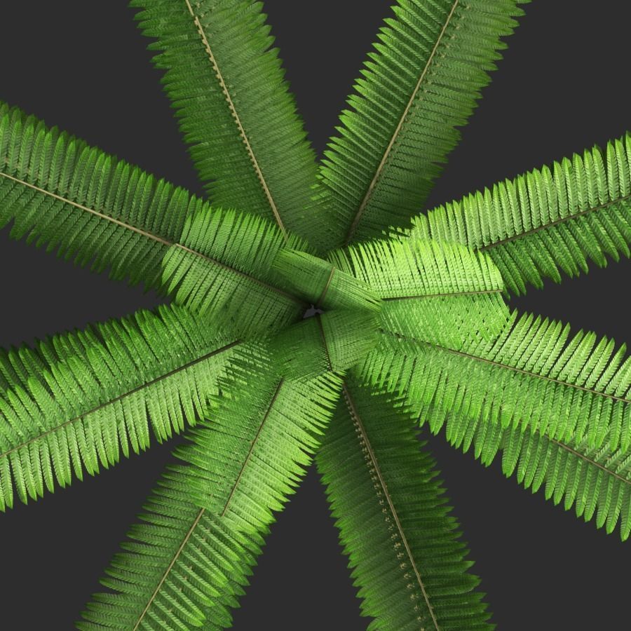 Fern composition 3D model_1