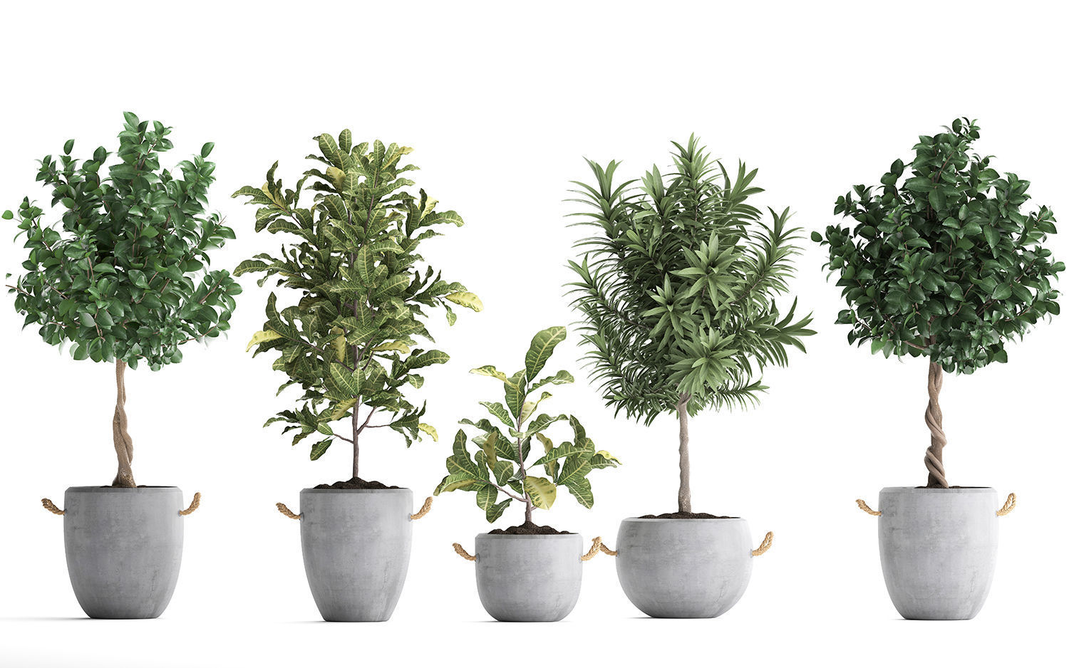 Collection of Exotic Plants trees 437 3D model_3