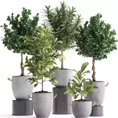 Collection of Exotic Plants trees 437 3D model