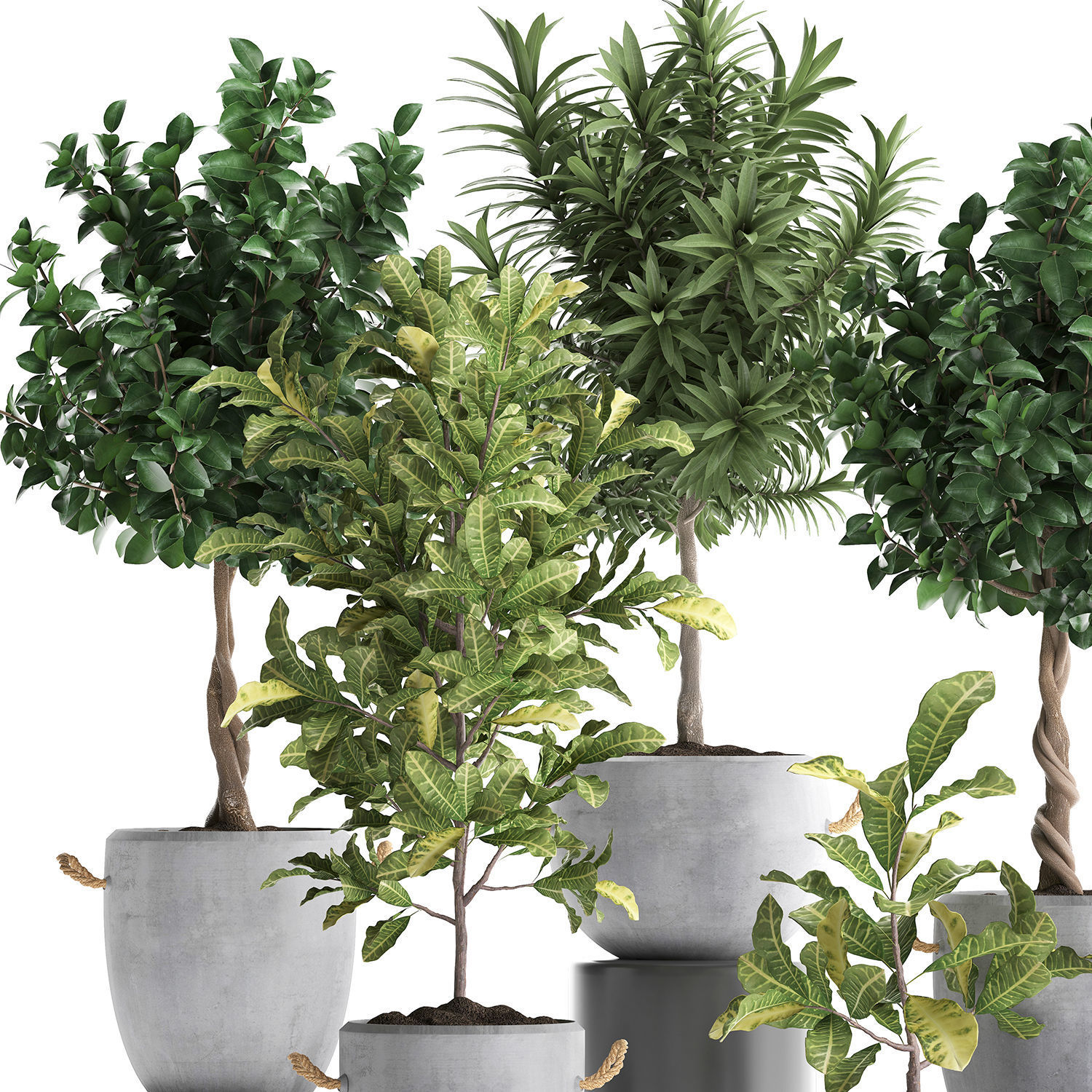 Collection of Exotic Plants trees 437 3D model_2