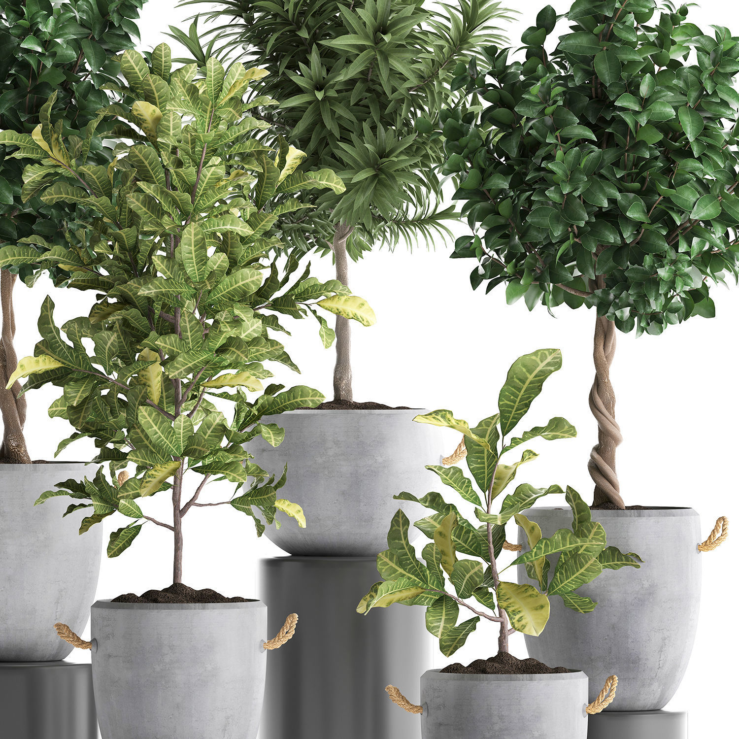 Collection of Exotic Plants trees 437 3D model_1